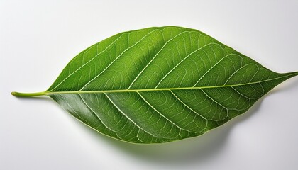 Obraz premium fresh green leaf