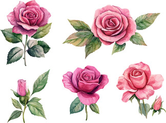 set of roses vector illustration