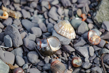 Broken seashells on grey rocks in close-up