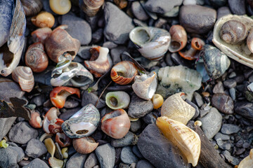 Broken seashells on grey rocks on the beach in close-up