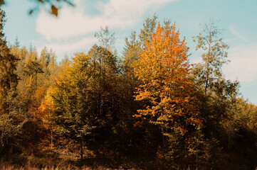 A breathtakingly beautiful, picturesque forest scene highlighting the colorful autumn leaves beneath a clear blue sky