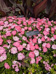 Vibrant Pink Impatiens in Full Bloom at a Garden Nursery with a Foliage Backdrop