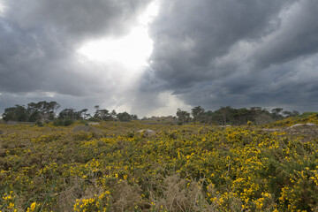 Joli paysage de la lande de Ploumanac'h en Bretagne - France