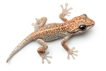 Obraz premium Small Brown Gecko Climbing on a Plain White Surface Up Close