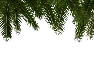 Obraz premium Isolated Evergreen Fir Tree Branch for Christmas Pine Decoration