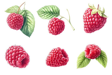 Isolated Illustration of Fresh Raspberries with Transparent Background