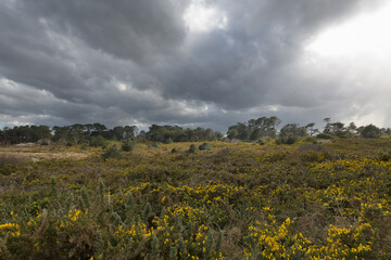 Obraz premium Joli paysage de la lande de Ploumanac'h en Bretagne - France