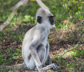 A baby monkey sits in the grass