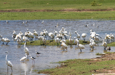 A large flock of birds are in a body of water