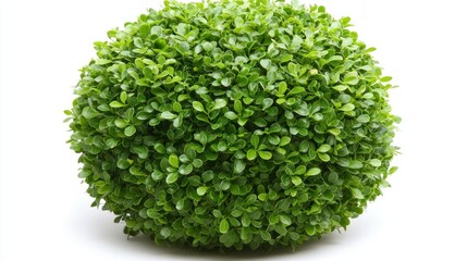 Obraz premium Lush green topiary ball on white background, garden decor