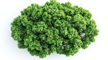 Lush green treetop aerial view, white background, nature, environmental