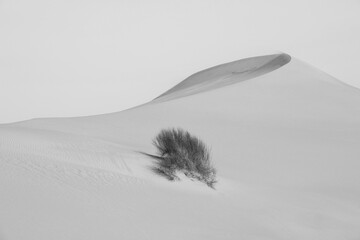 Monochrome sand dune with a bush in Saudi Arabia