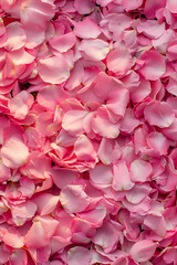 Obraz premium pink rose petals background texture with delicate natural pattern filling entire frame