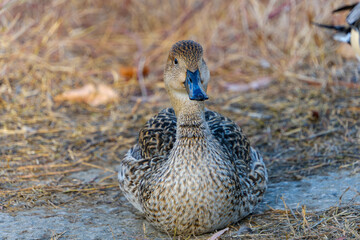 くつろぐメスのオナガガモ