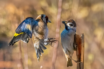 Un cardellino (Carduelis carduelis) con le ali spiegate minaccia un passero domestico (Passer...