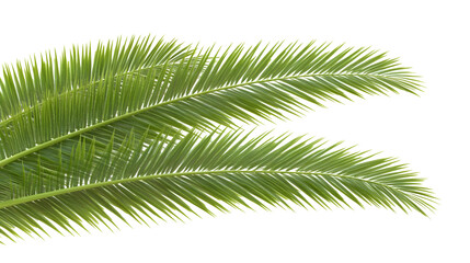 Obraz premium Isolated Transparent Background of Tropical Green Palm Leaf Illustration