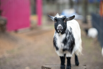 Fototapeta premium Goat standing on a tree stump in a petting zoo with colorful background — cheerful rural scene