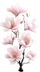 Isolated Transparent Pink Magnolia Blossom Floral Branch Cutout