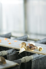  Snails crawling on plank in farm setting with food pieces — focus on natural behavior