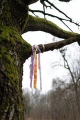  Colorful Ribbons Tied to Mossy Tree Branch in Forest