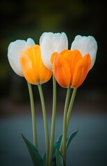 Naklejka premium Botany, garden and white tulips in springtime as blossom with bright, colorful and display in season or nature.