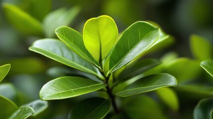 Obraz premium Close-up of vibrant green leaves showcasing natural beauty and plant life.