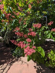 Red Horse-Chestnut Tree in Full Bloom with Vibrant Flowers and Lush Green Leaves