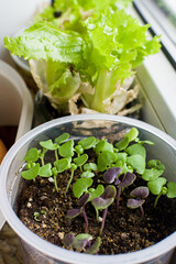 Potted seedlings on the windowsill. Garden and vegetable garden. Spring seedlings. Low sprouts of onion, salad, basil. grown at home in boxes. Indoor gardening concept