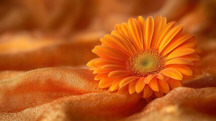 Orange gerbera daisy on fabric, autumn backdrop, greeting card