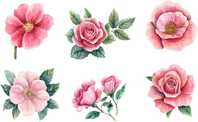 set of watercolor roses