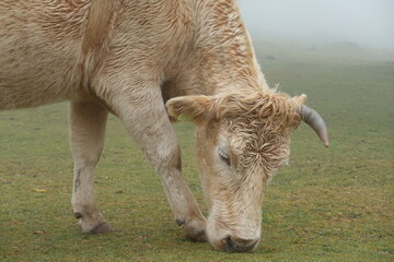 In March, a gentle mist cloaks Madeira's Fanal forest as cows wander among ancient trees, creating a quiet, otherworldly scene