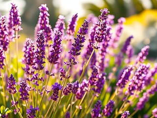 Obraz premium Aromatic Lavender Bush in Full Bloom - Vivid Purple Cutout PNG Stock Photo