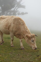 In March, a gentle mist cloaks Madeira's Fanal forest as cows wander among ancient trees, creating a quiet, otherworldly scene