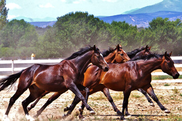 Caballos purasangre salvajes galopando libres por el campo con naturaleza, árboles y montañas de...