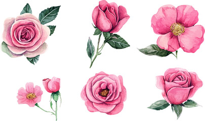 Fototapeta premium set of pink roses vector