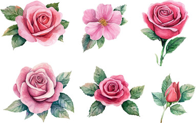 Fototapeta premium set of roses vector illustration