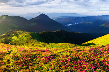 Obraz premium Scenic spring mountains covered in vibrant blooming rhododendrons. Stunning landscape photography