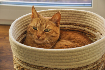 An orange domestic cat lies in a wicker basket. A pet creates a homey atmosphere in the house....