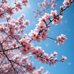 Fototapeta premium 벚꽃