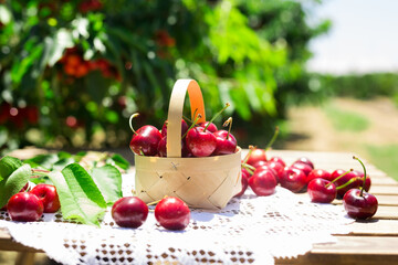 Still life of cherries in wicker basket on table in garden