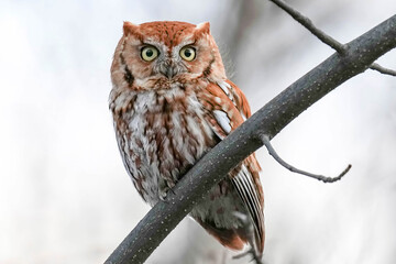 Eastern Screech Owl - Colorado