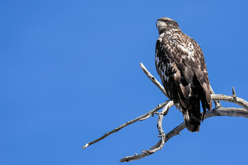 Juvenile Bald Eagle