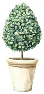 recommend clip art: PNG Boxwood Topiary in funnel shape plant illustration watercolor.