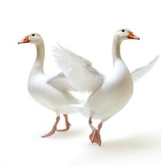 Obraz premium Two White Geese Walking with Wings Spread on Bright Background