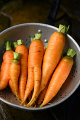 Metal colander filled with just washed fresh young carrots close up. Food photography