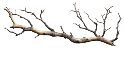 Barren Branch: A stark, yet captivating image of a weathered, leafless branch, showcasing intricate details of nature's design against a backdrop of nothing.