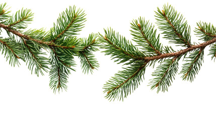 Evergreen Sprig: Close-up of an evergreen sprig with vibrant green needles, providing a fresh and natural feel, creating a sense of the outdoors and a hint of holiday spirit.