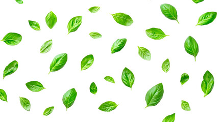 Fresh Green Basil Leaves png