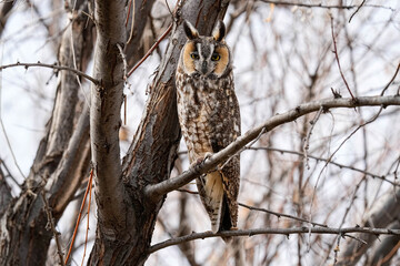 Long-eared Owl - Colorado