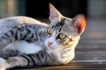 Relaxed tabby cat lying on wooden deck, basking in warm sunlight, gazing into distance with curious eyes, peaceful outdoor moment
